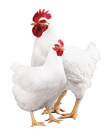 Cobb 500 Broiler Parent Stock